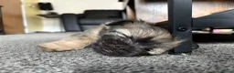 Mixed Breed dogs for sale: All pups now have homes thank you.  - Advert 4