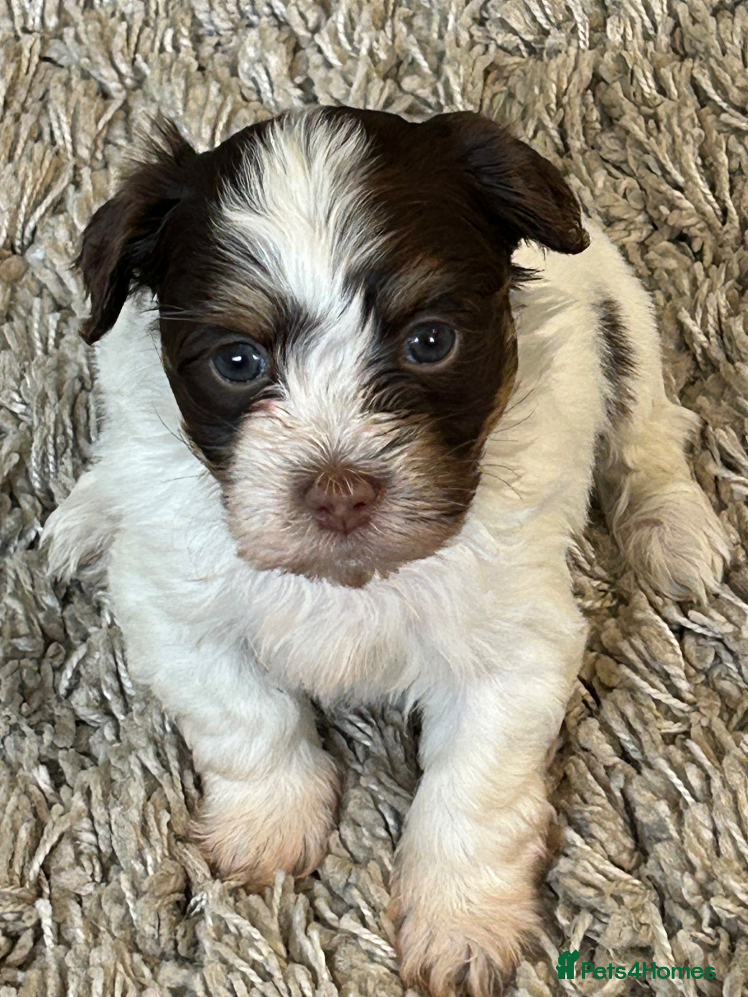Havanese dogs Exceptional KC Reg Havanese Puppies – 5⭐ Pedigree, - Advert 1