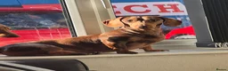 Miniature Dachshund dogs for stud: Proven stud miniature dachshund  - Advert 1