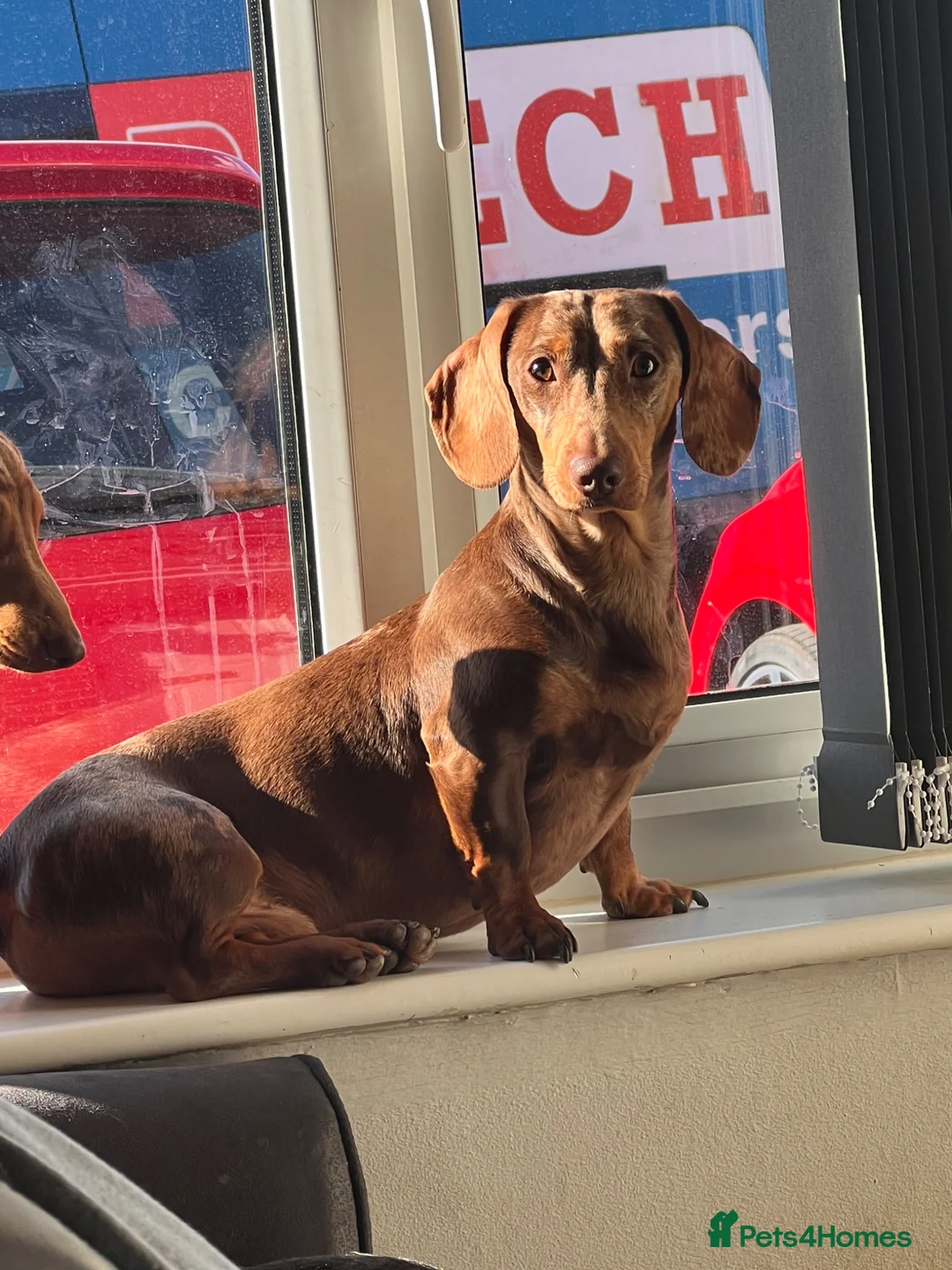 Miniature Dachshund dogs for stud: Proven stud miniature dachshund  - Advert 1
