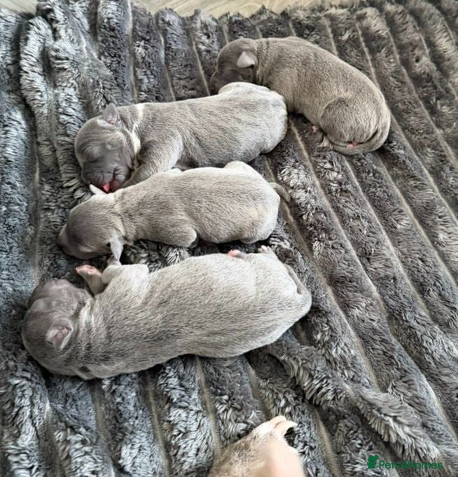 Staffordshire Bull Terrier dogs Blue Staffordshire Bull Terrier Pups Family Raised - Advert 2