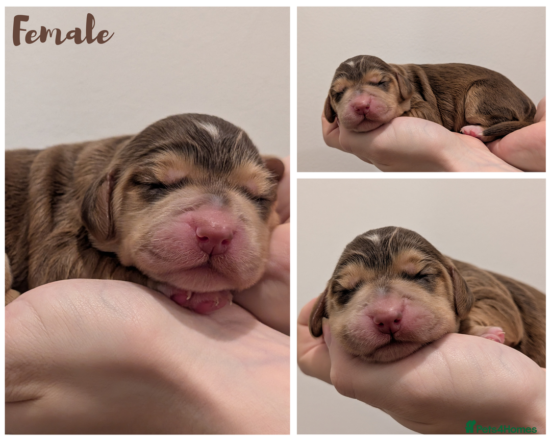 Cocker Spaniel dogs for sale: Kc Reg - Working Cocker Spaniel Puppies DNA Tested - Advert 5