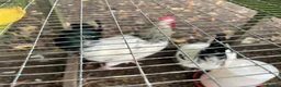 Chickens poultry for sale: Light Sussex  in Macclesfield - Advert 1