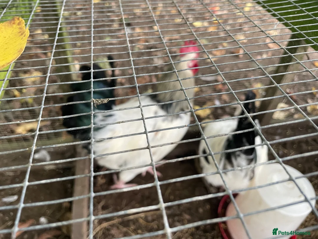 Chickens poultry for sale: Light Sussex  in Macclesfield - Advert 1