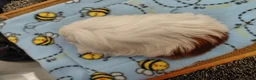 Guinea Pig rodents for sale: Young Longhaired Sheltie Sows RTL - Advert 4