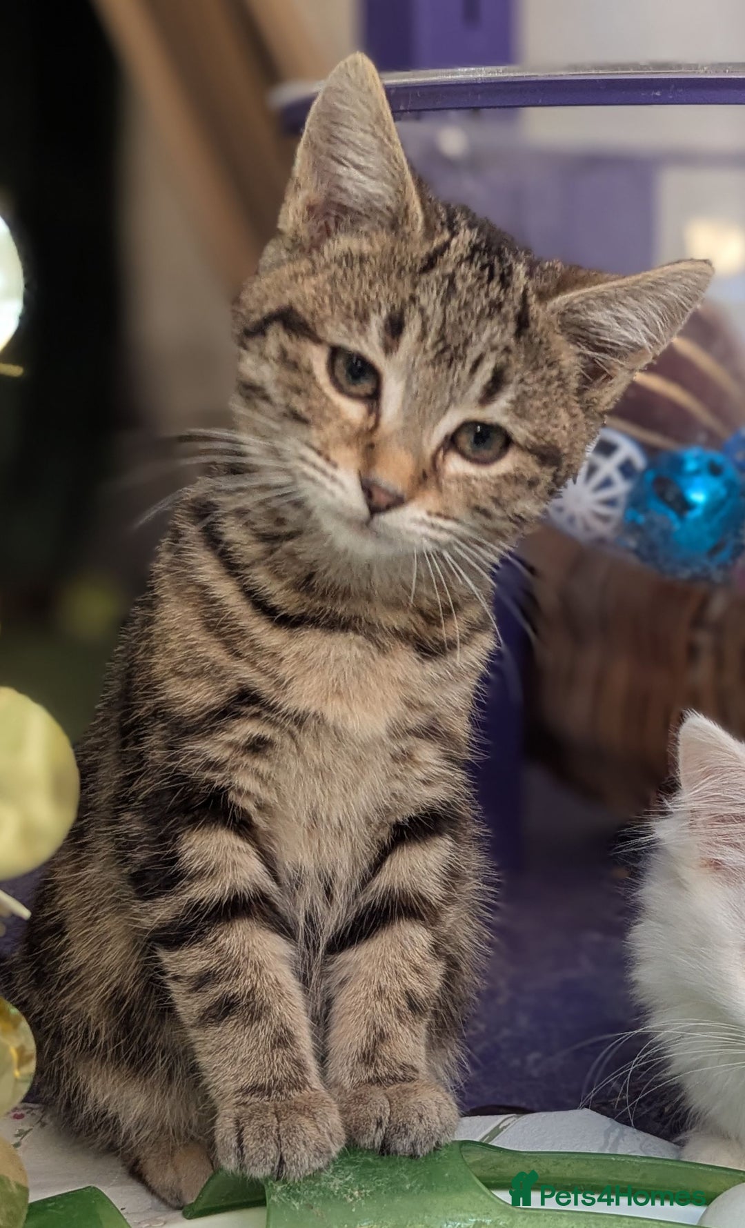 Mixed Breed cats for sale: Premium kittens, ready now - Advert 6