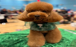 Toy Poodle dogs for stud: MULTI-AWARD WINNING SHOW DOG FOR STUD✨🐩 - Image 5