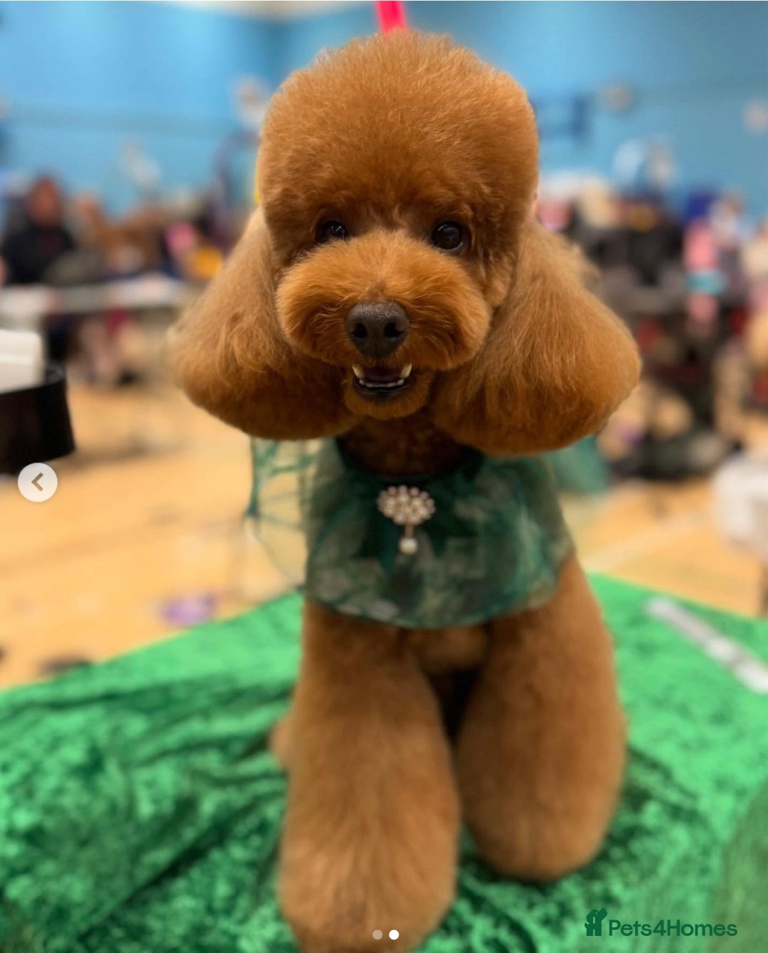 Toy Poodle dogs for stud: MULTI-AWARD WINNING SHOW DOG FOR STUD✨🐩 - Image 5