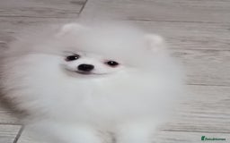 Pomeranian dogs for sale: Handsome Male fluff ball for sale!!🐶🐾 - Image 11