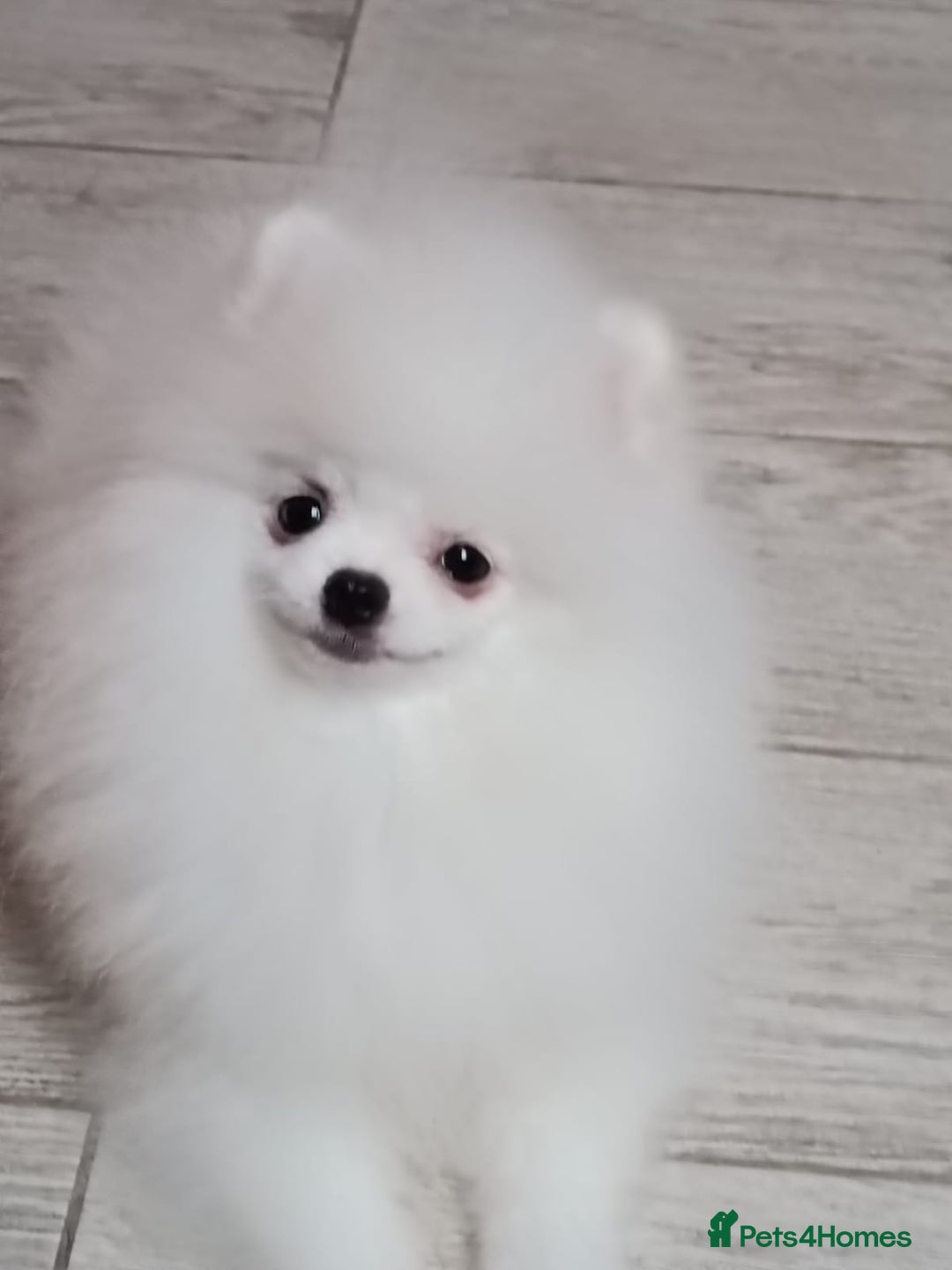 Pomeranian dogs for sale: Handsome Male fluff ball for sale!!🐶🐾 - Image 11