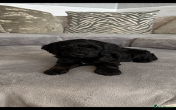 Cockapoo dogs for sale: ONLY 4 BEAUTY’S LEFT 🐶🐶🐶🐶 - Image 15