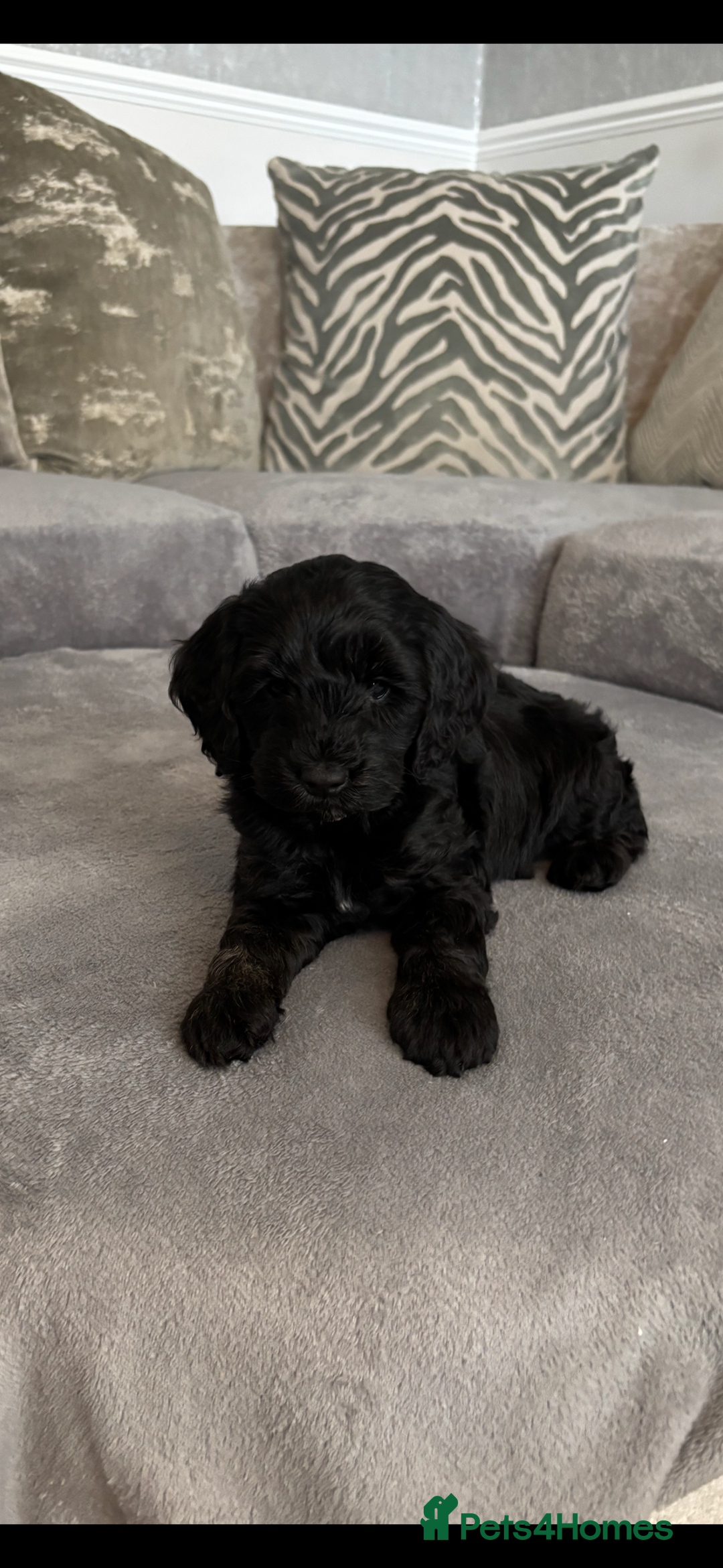 Cockapoo dogs for sale: ONLY 4 BEAUTY’S LEFT 🐶🐶🐶🐶 - Image 15