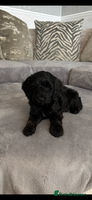 Cockapoo dogs - Advert 9