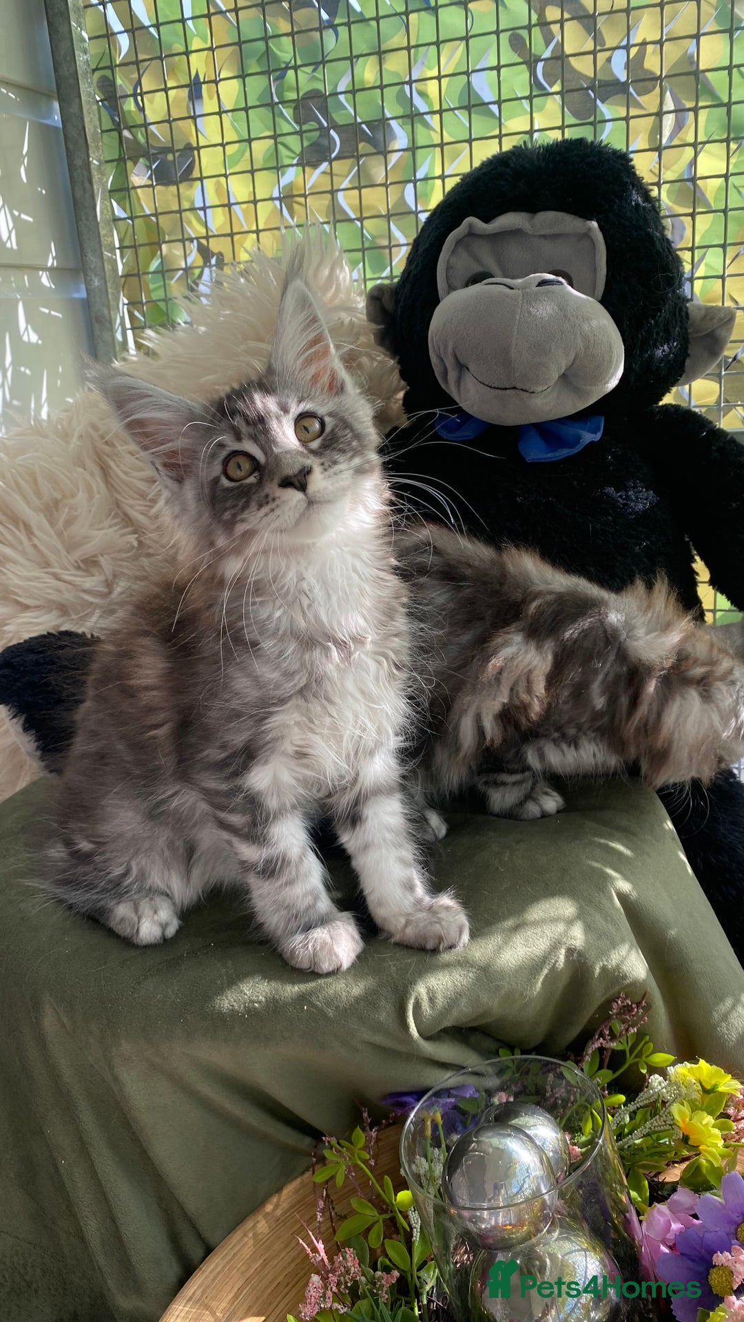 Maine Coon cats for sale: Pedigree registered Maine Coons - Image 20