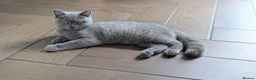 Scottish Fold cats for sale: Beautiful pedigree Scottish Straight female  - Advert 4