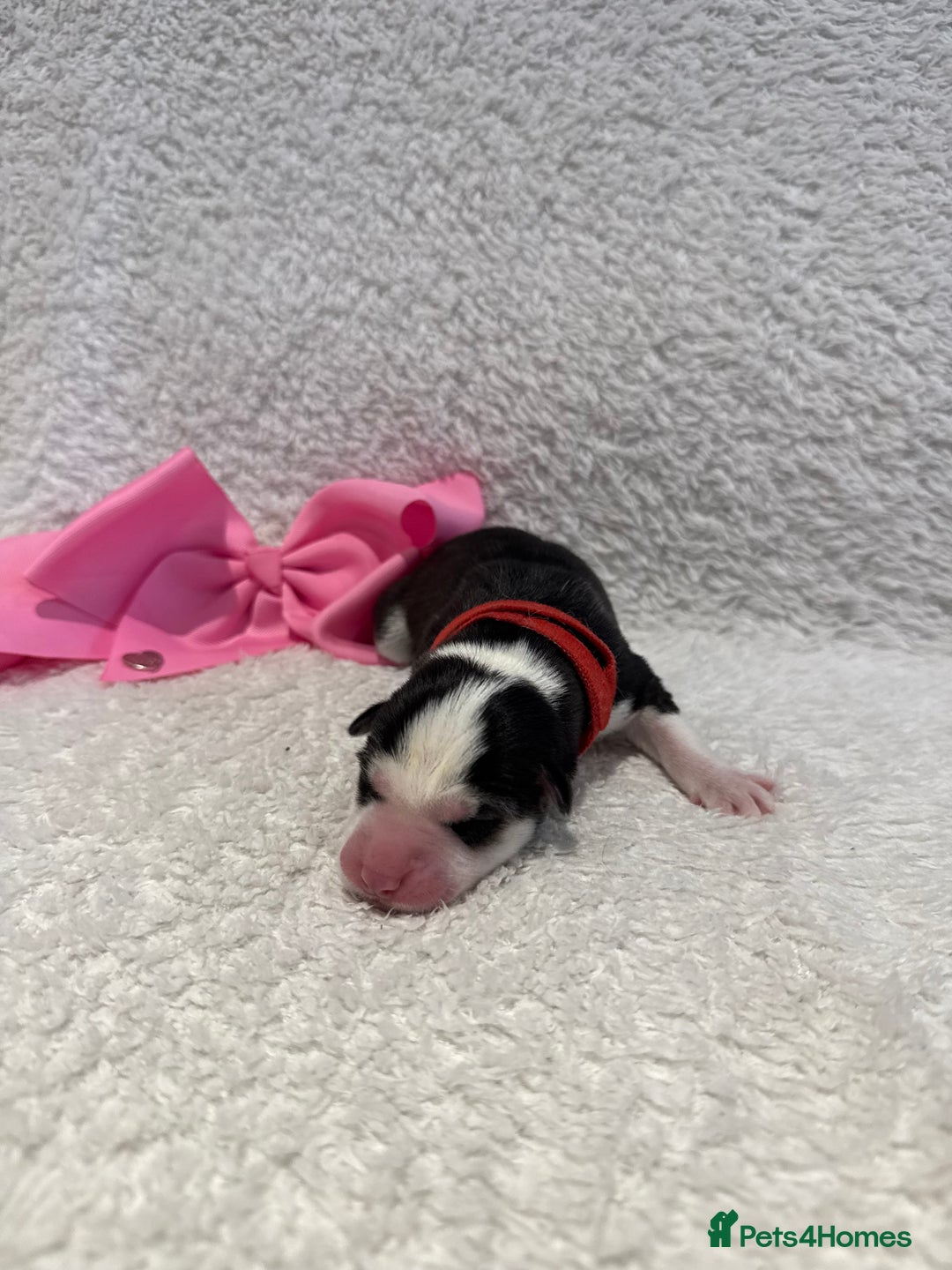 Siberian Husky dogs for sale: Beautiful Siberian Husky Puppies Ready to Reserve - Advert 4