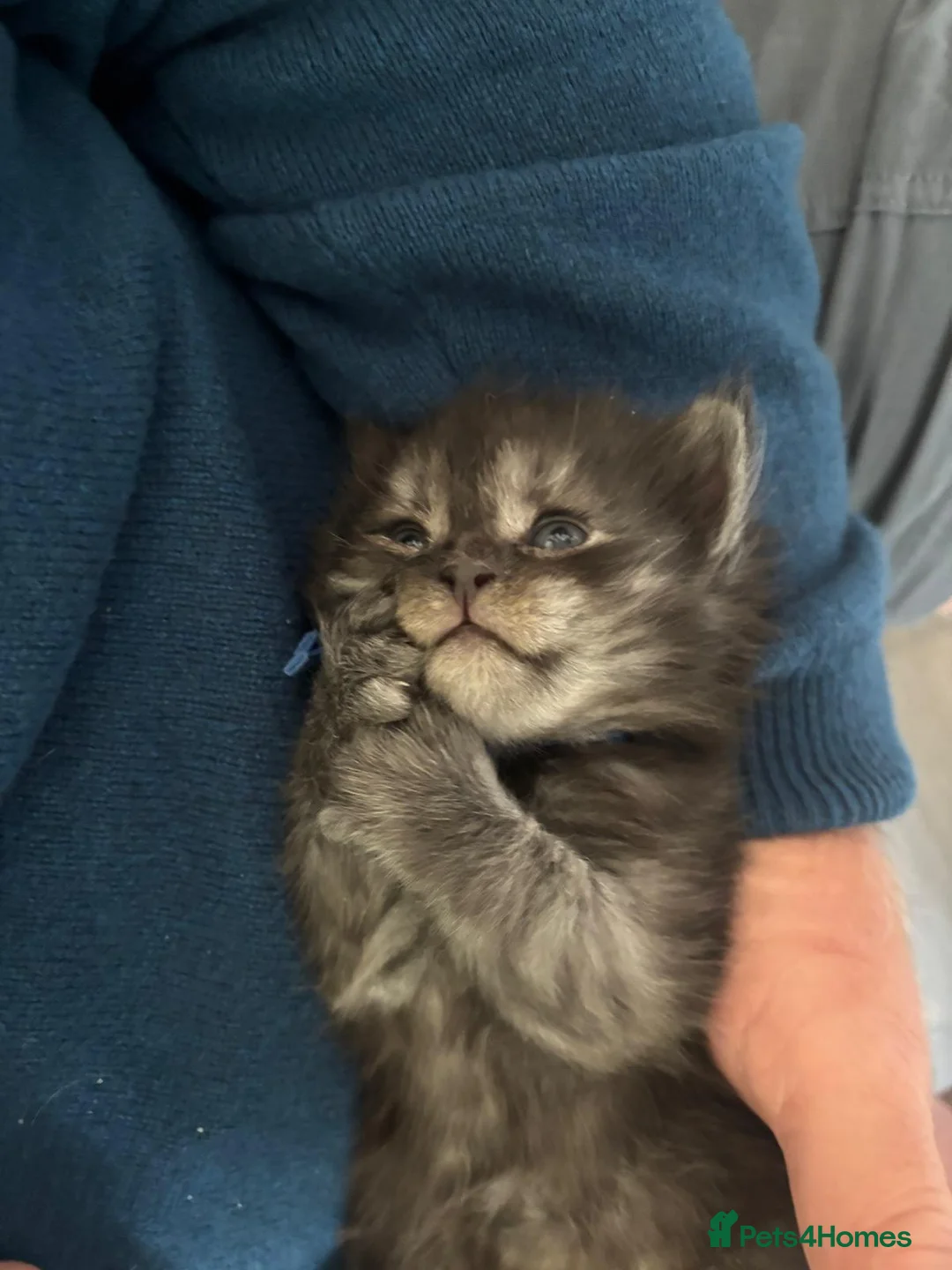 Mixed Breed cats for sale: Mainecoon x British short hair  - Advert 5