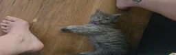 Persian cats for sale: 5 amazing persian kittens ready soon - Advert 4