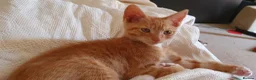 Mixed Breed cats for sale: Beautiful Kittens  - Advert 9