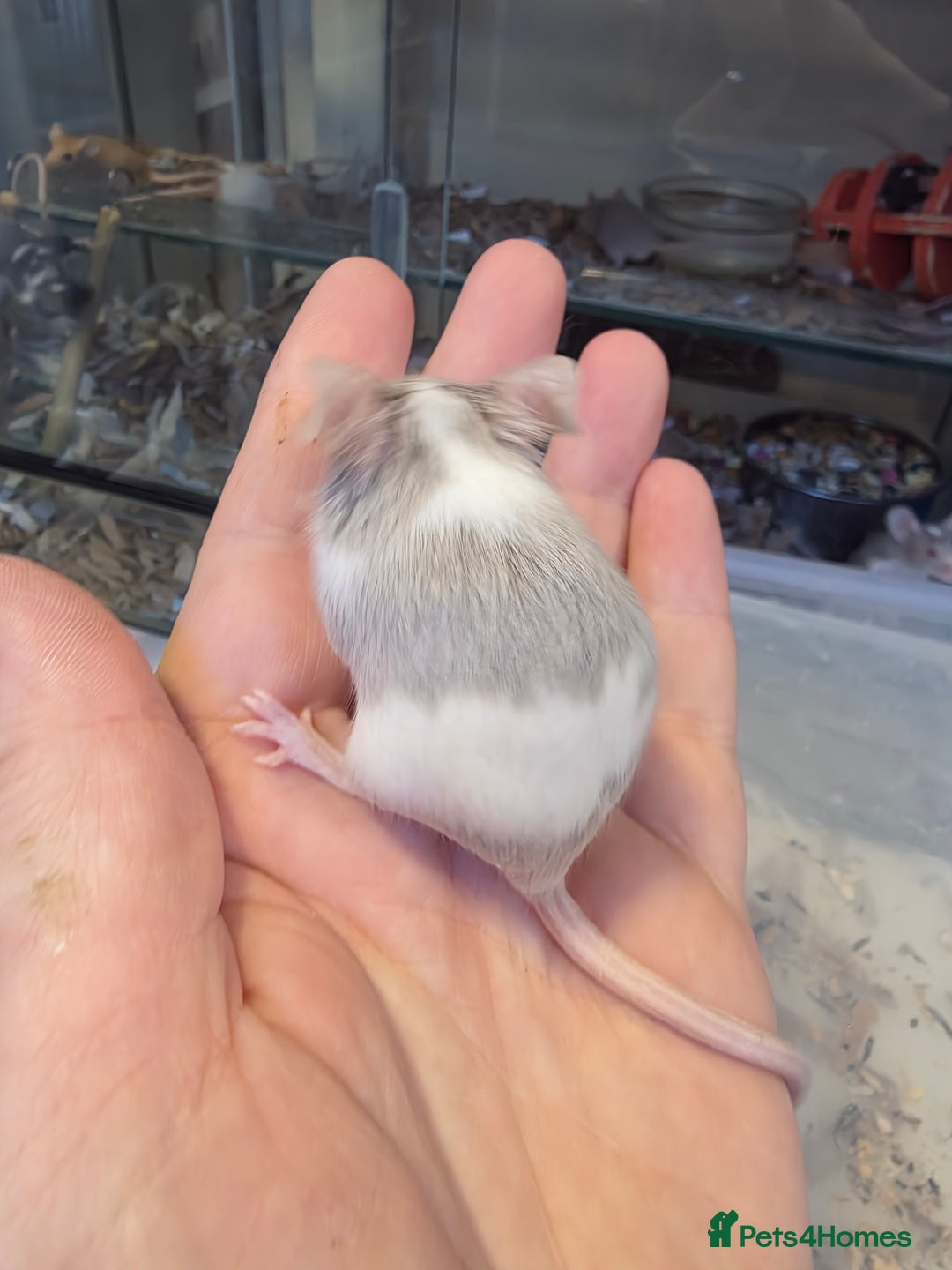 Mouse rodents for sale: Mice, males and females  - Advert 22