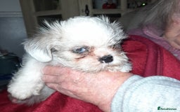Shih Tzu dogs for sale: 2 female shih tzu puppies  - Image 2