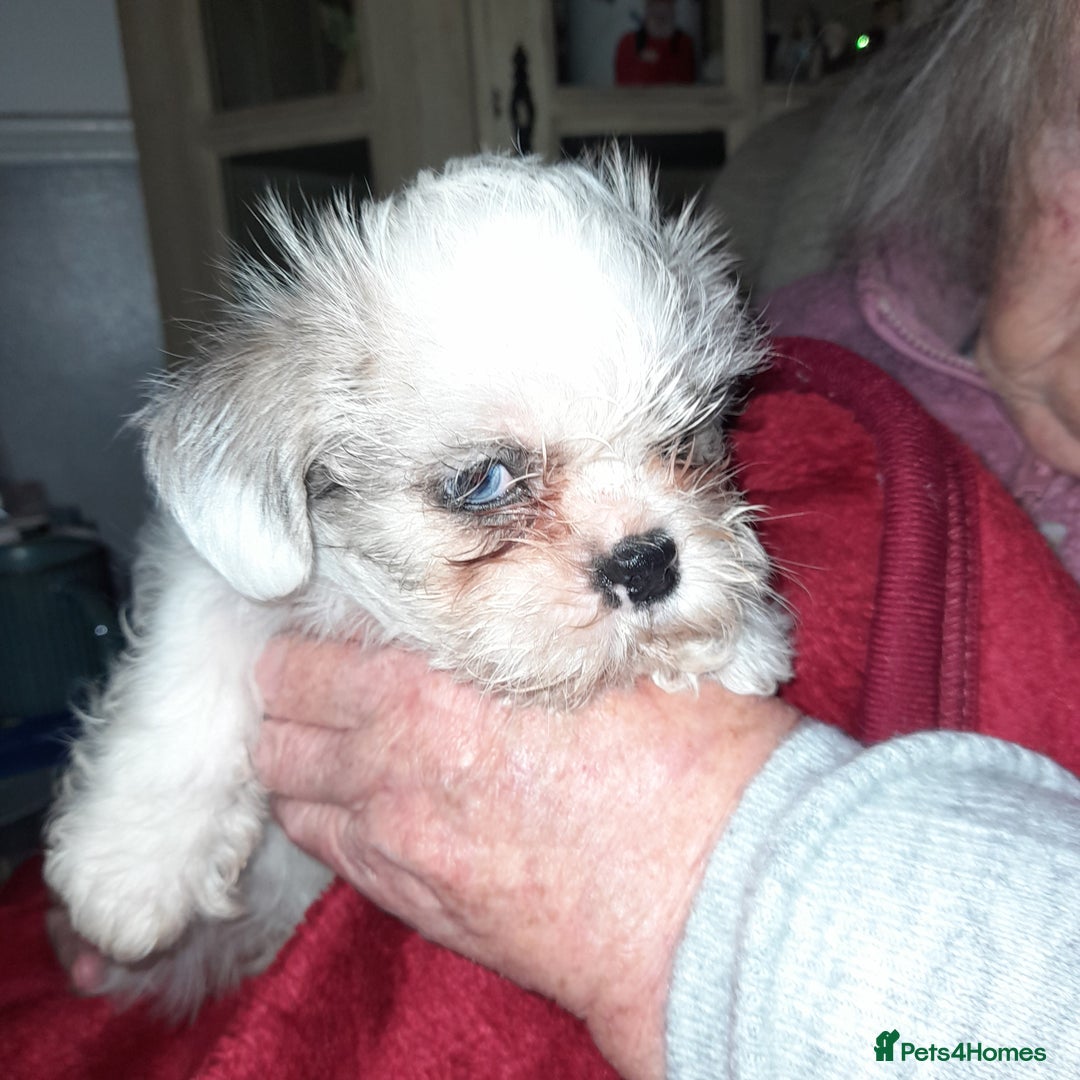 Shih Tzu dogs for sale: 2 female shih tzu puppies  - Image 2