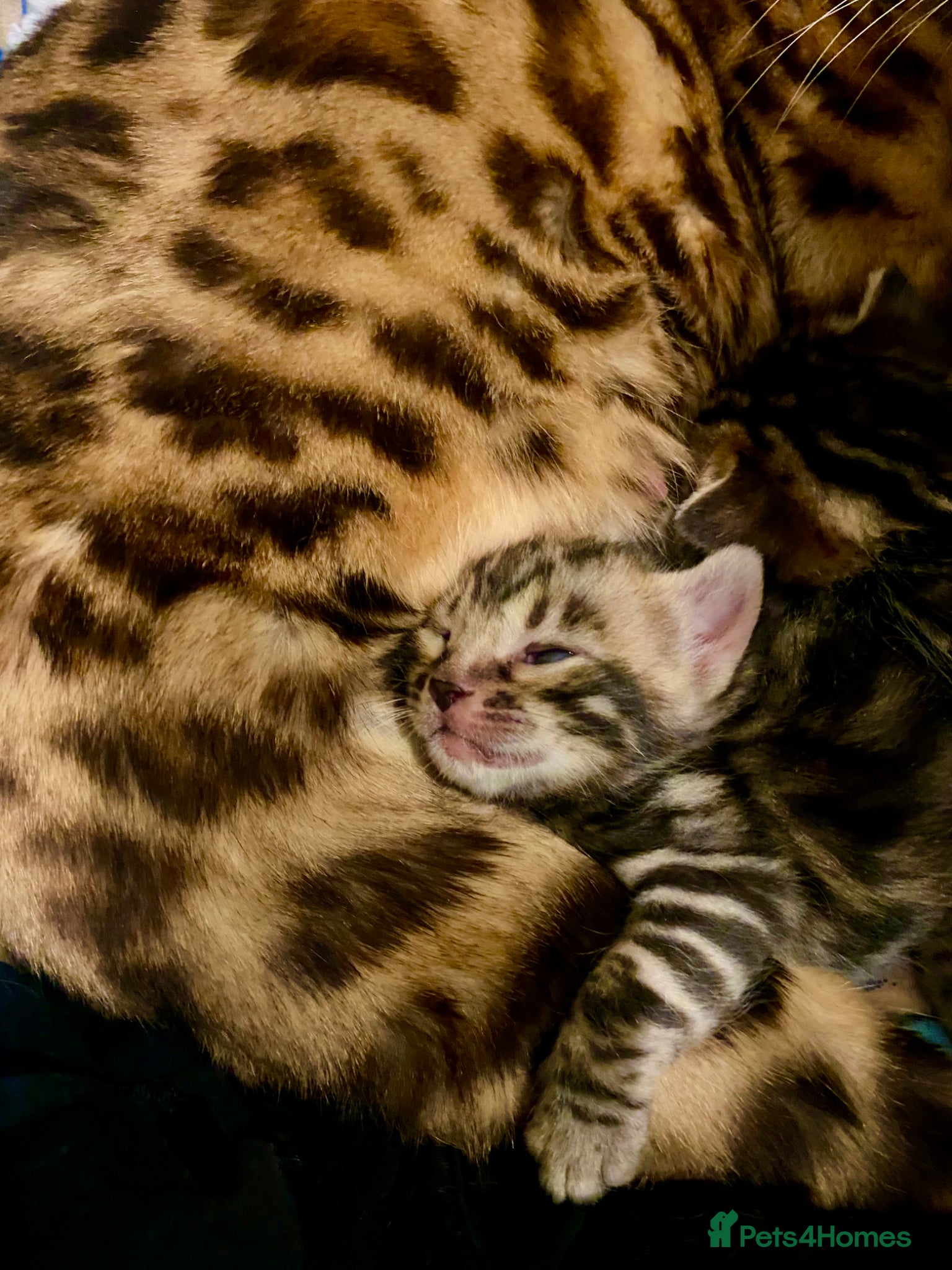 Bengal cats Pure Bengal Kittens - Advert 15