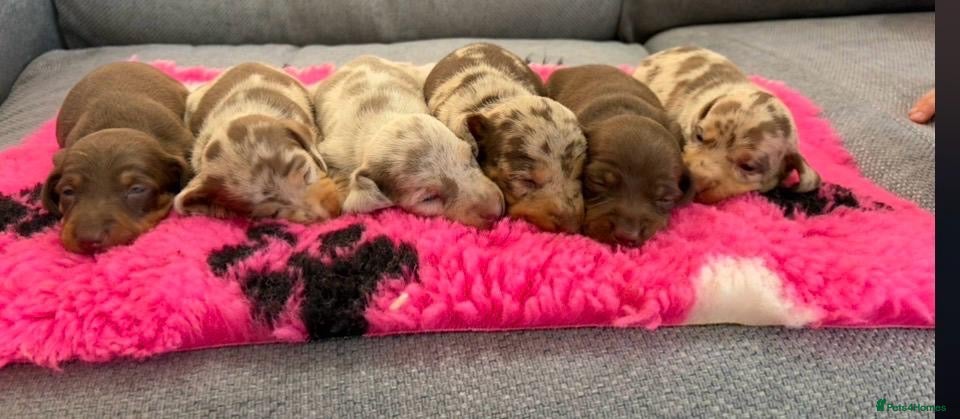 Miniature Dachshund dogs Beautiful Miniature Dachshunds - Advert 18