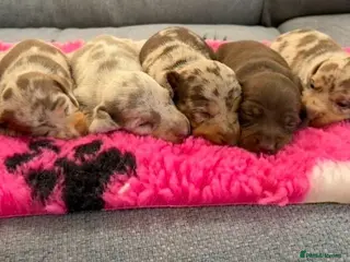 Miniature Dachshund dogs Beautiful Miniature Dachshunds - Advert 18