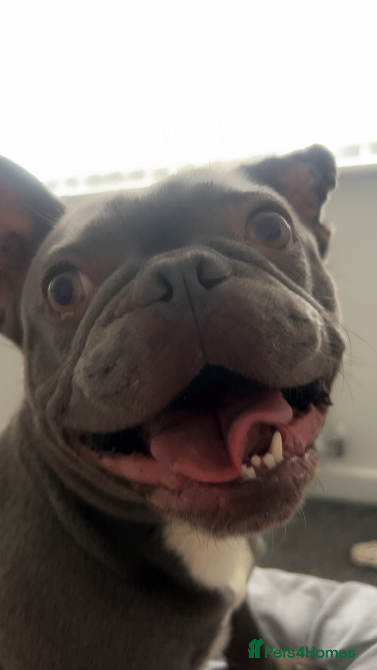 French Bulldog dogs Daisy French bulldog  - Advert 4