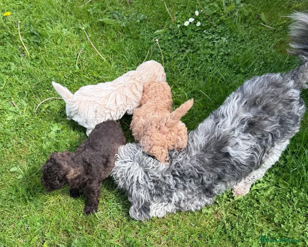 Cavapoo dogs for sale: F2 cavapoo boys  - Advert 14