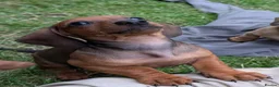 Dachshund dogs for sale: Gorgeous sausage dog puppies  - Advert 2