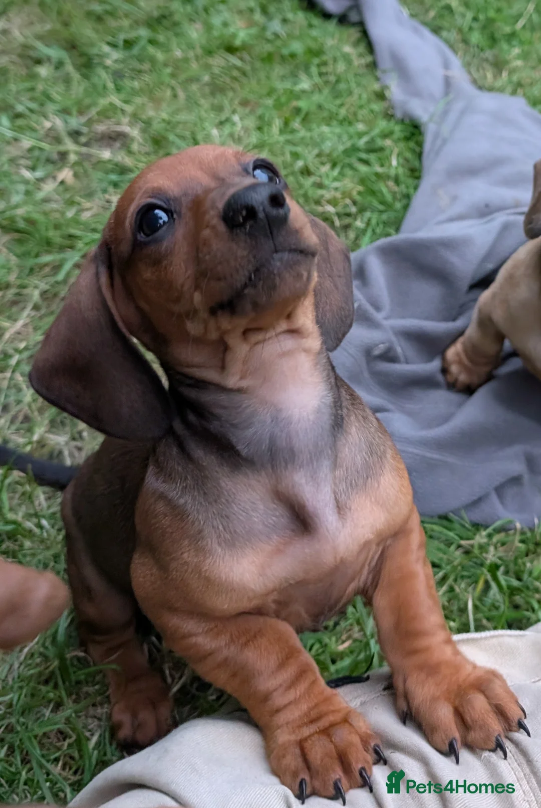 Dachshund dogs for sale: Gorgeous sausage dog puppies  - Advert 2