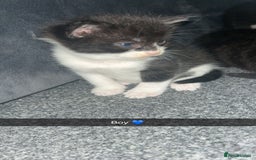 Mixed Breed cats for sale: Tuxedo kittens  - Image 5