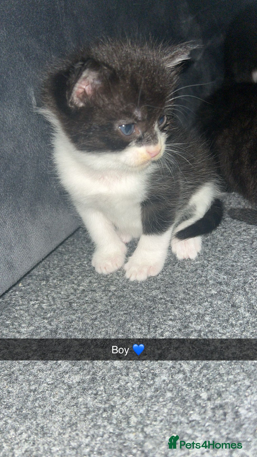 Mixed Breed cats for sale: Tuxedo kittens  - Image 5