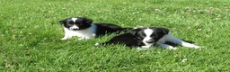 Border Collie dogs for sale: 5 Beautiful Border Collie Puppies  - Advert 39