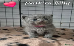 British Shorthair cats for sale: Stunning Champion Bloodline TICA reg kittens - Image 5