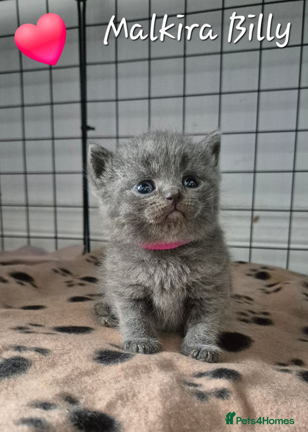 British Shorthair cats for sale: Stunning Champion Bloodline TICA reg kittens - Image 5