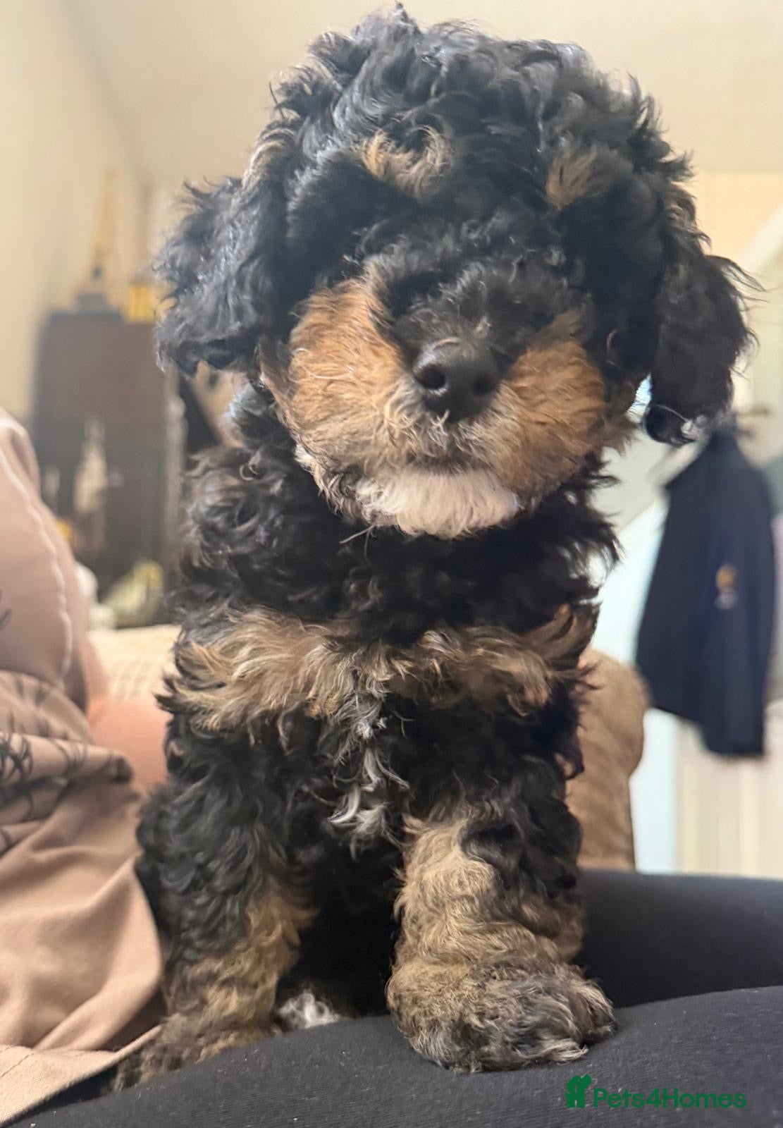 Cavapoochon dogs Beautiful Rare Phantom Toy Cavapoochon Puppies - Advert 3