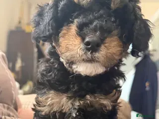 Cavapoochon dogs Beautiful Rare Phantom Toy Cavapoochon Puppies - Advert 3