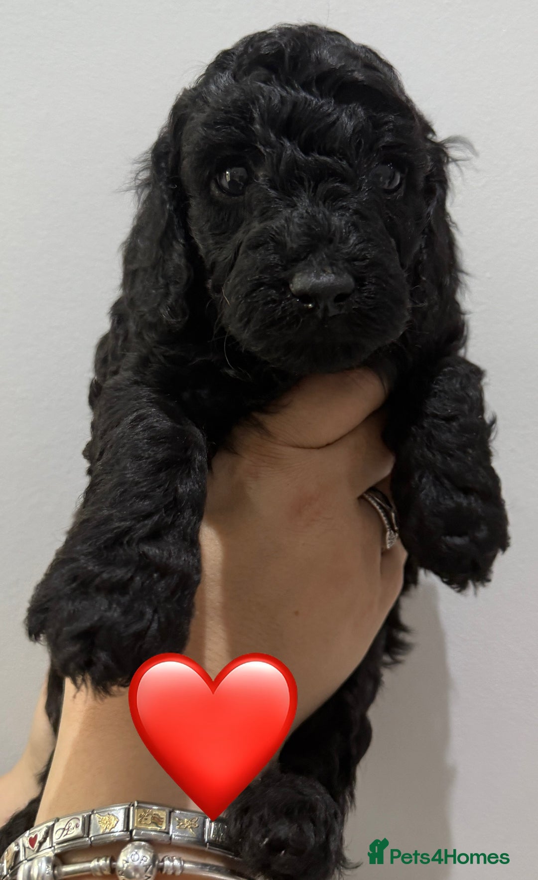 Labradoodle dogs for sale: F1bb labradoodle puppies black curly coat 🧬 clear - Image 26