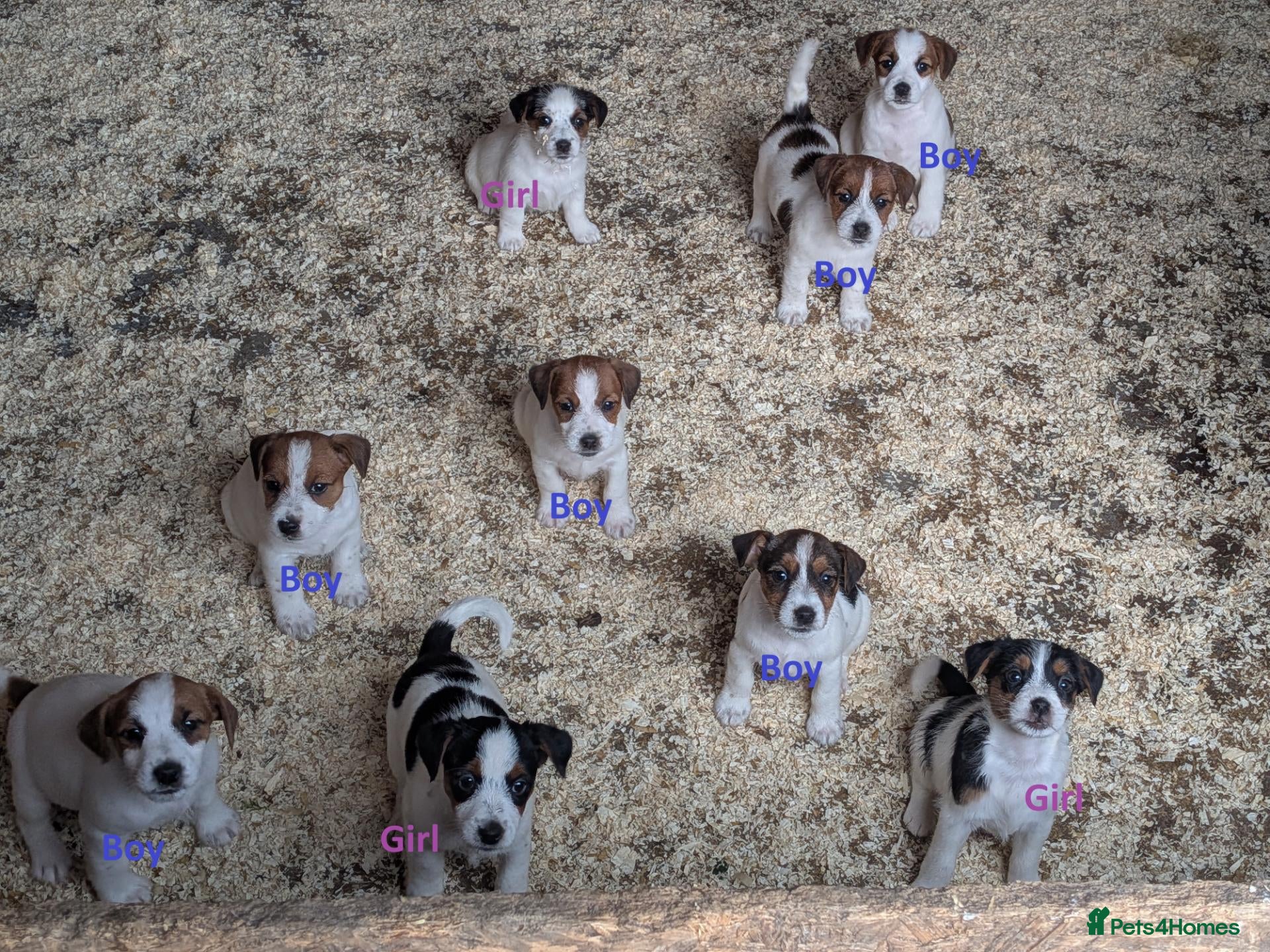 Jack Russell dogs Jack Russell Puppies for sale - Advert 2