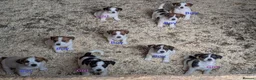 Jack Russell dogs for sale: Jack Russell Puppies for sale - Advert 2