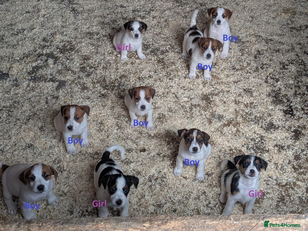 Jack Russell dogs for sale: Jack Russell Puppies for sale - Advert 2