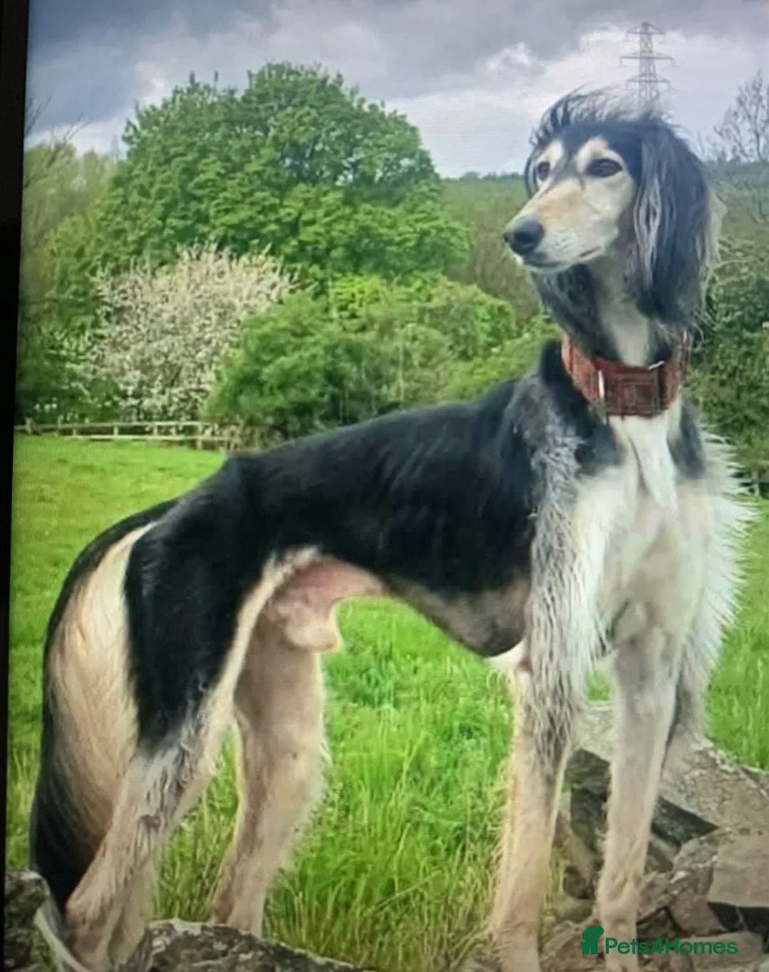 Lurcher dogs for sale: First cross saluki greyhounds  - Advert 2