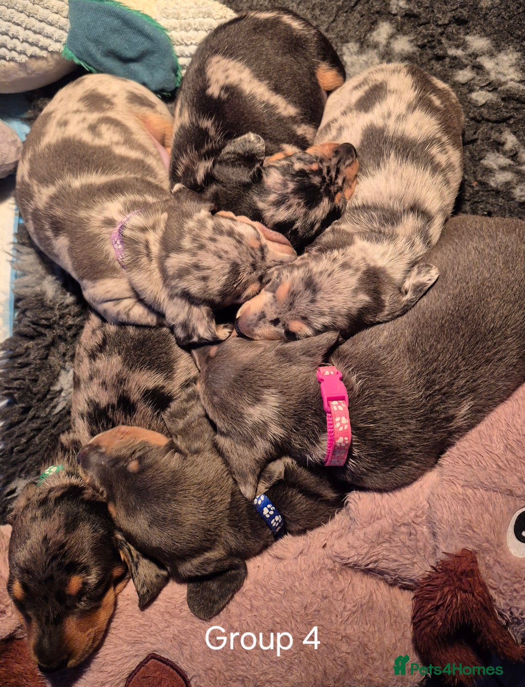 Dachshund dogs for sale: Dachshund Puppies looking for forever homes - Image 4