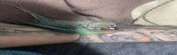 Conures birds for sale: Torquise conure looking for a new home in Leeds in Leeds - Advert 3