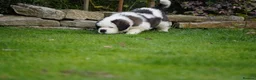Saint Bernard dogs for sale: Outstanding St Bernard puppies for sale  - Advert 9