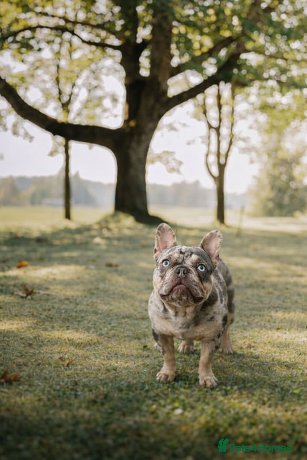 French Bulldog dogs French bulldog male  - Advert 2