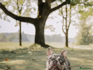 French Bulldog dogs French bulldog male - Advert 2